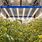 Barras de Recambio Spectra Flora Boost 3500K 630/660nm | Delight - Miniatura 2