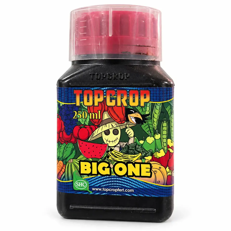BIG ONE 250ML-TOP CROP 1