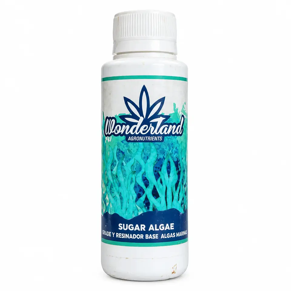 SUGAR ALGAE 120ML-WONDERLAND 1