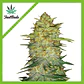 Original Og Kush Auto -Fast Buds (X3/X1) - Miniatura 3
