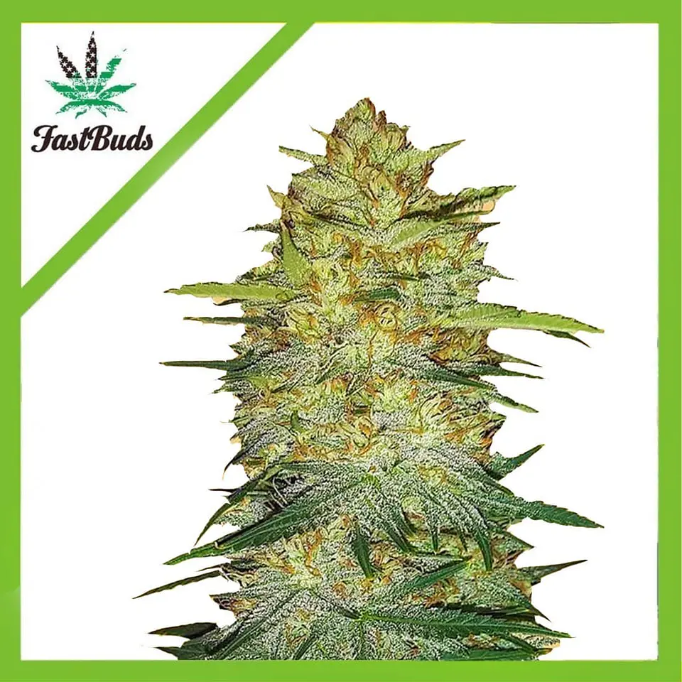 Original Og Kush Auto -Fast Buds (X3/X1) 3