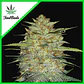 Original Og Kush Auto -Fast Buds (X3/X1) - Miniatura 4
