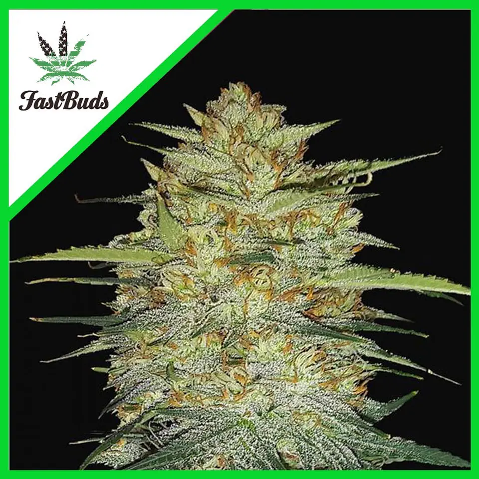 Original Og Kush Auto -Fast Buds (X3/X1) 4