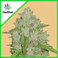 Original Amnesia Haze Auto -Fast Buds (X3/X1) - Miniatura 5