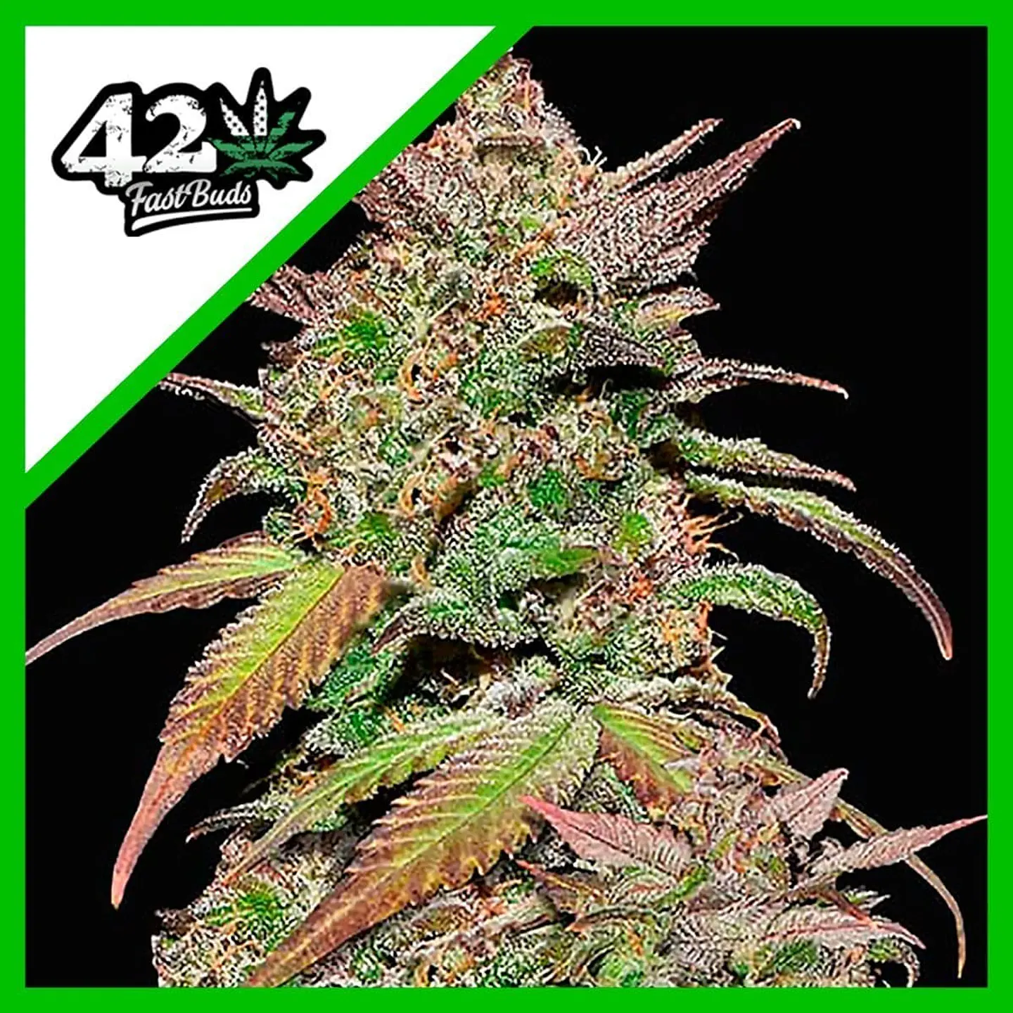 Smoothie Auto -Fast Buds (X3/X1) 3