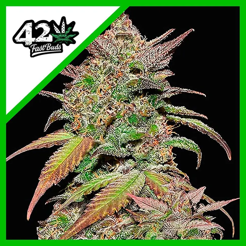 Smoothie Auto -Fast Buds (X3/X1) 3