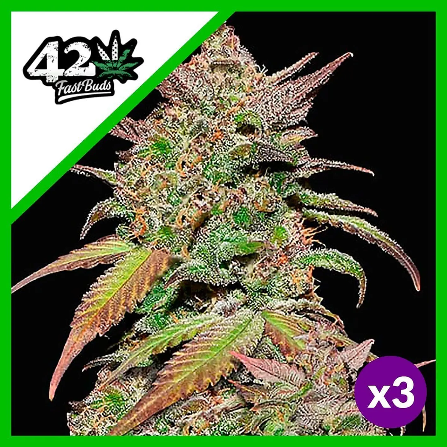 Smoothie Auto -Fast Buds (X3/X1) 4