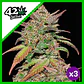 Smoothie Auto -Fast Buds (X3/X1) - Miniatura 4