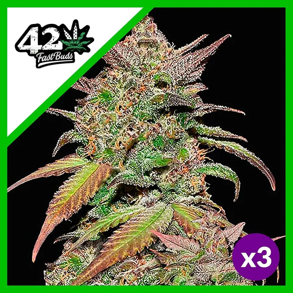 Smoothie Auto -Fast Buds (X3/X1) 4