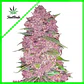 Purple Lemonade Auto -Fast Buds (X3/X1) - Miniatura 5