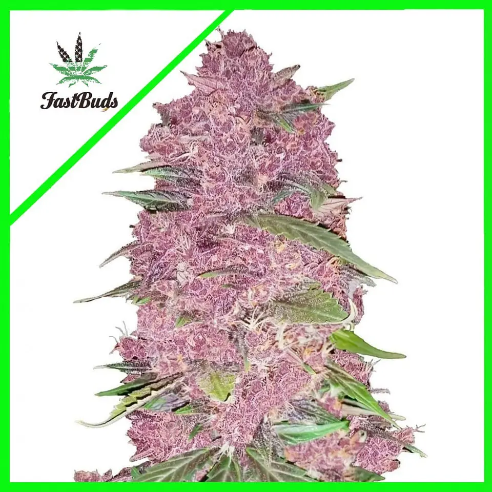 Purple Lemonade Auto -Fast Buds (X3/X1) 5