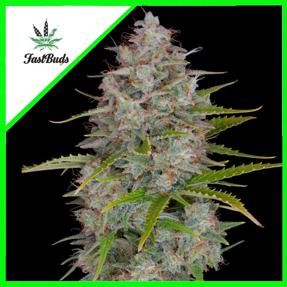 Orange Sherbet Auto -Fast Buds (X3/X1) 3