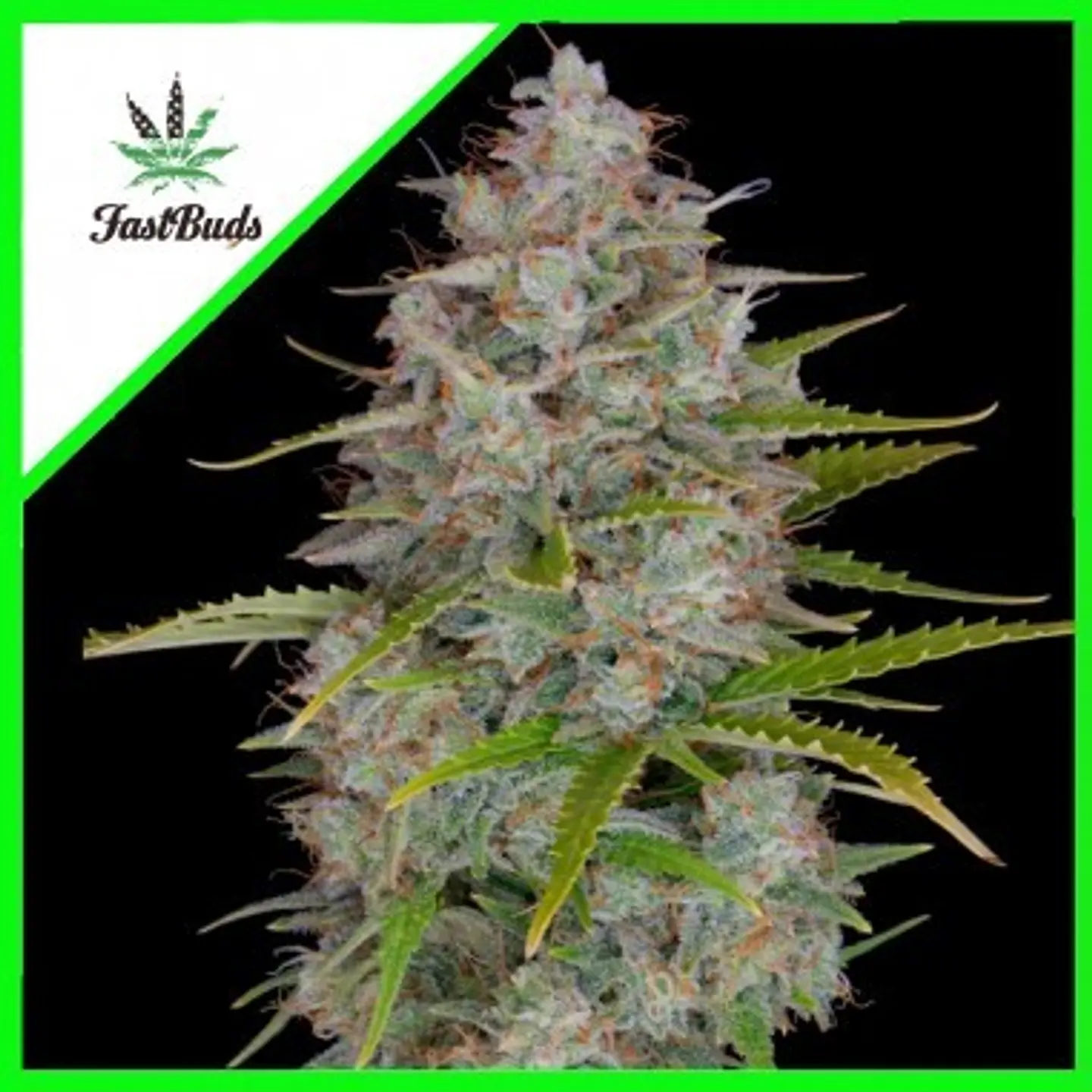Orange Sherbet Auto -Fast Buds (X3/X1) 4