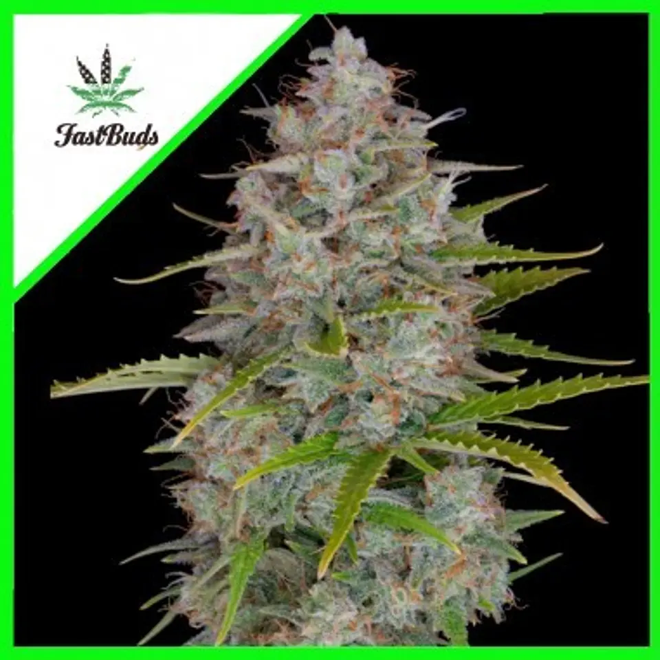 Orange Sherbet Auto -Fast Buds (X3/X1) 4