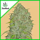Original Jack Herer Auto -Fast Buds (X3/X1) - Miniatura 3