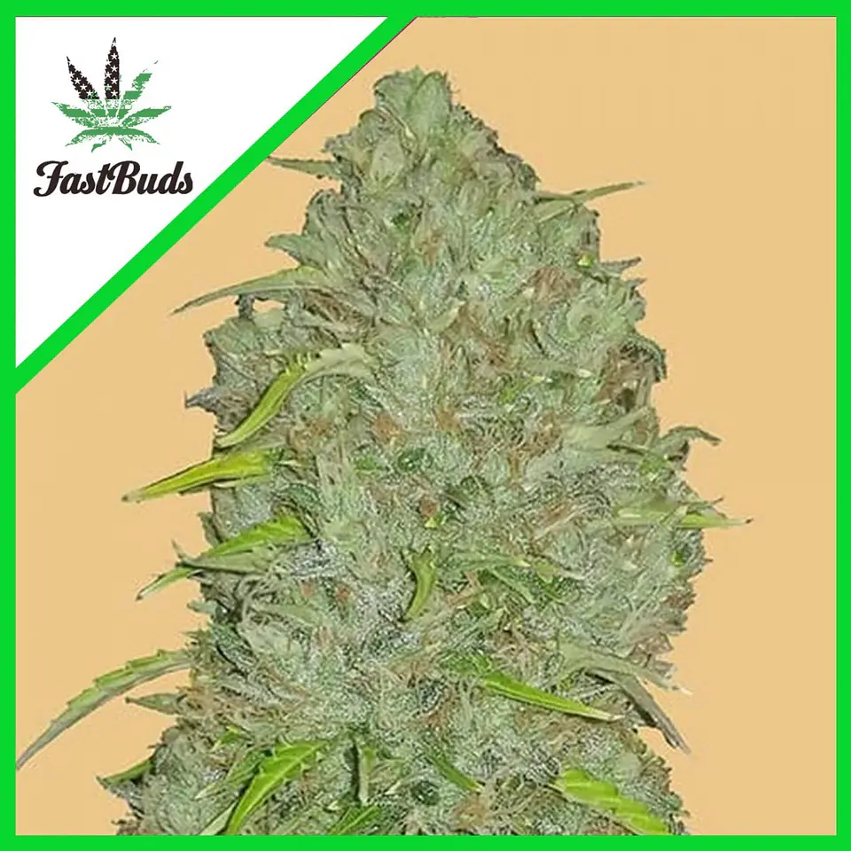 Original Jack Herer Auto -Fast Buds (X3/X1) 3