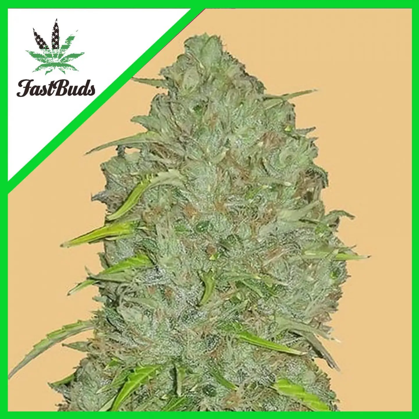 Original Jack Herer Auto -Fast Buds (X3/X1) 4