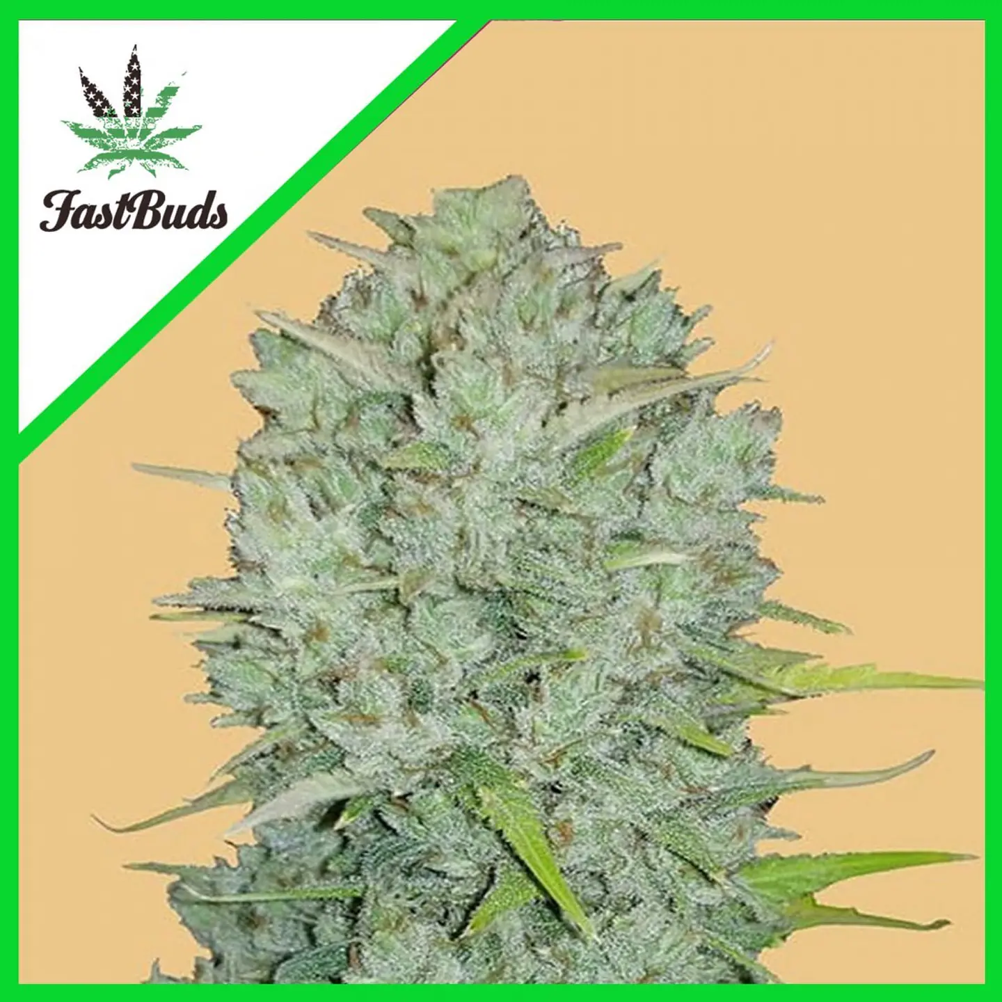 Original Northern Lights Auto -Fast Buds (X3/X1) 4