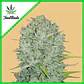 Original Northern Lights Auto -Fast Buds (X3/X1) - Miniatura 4