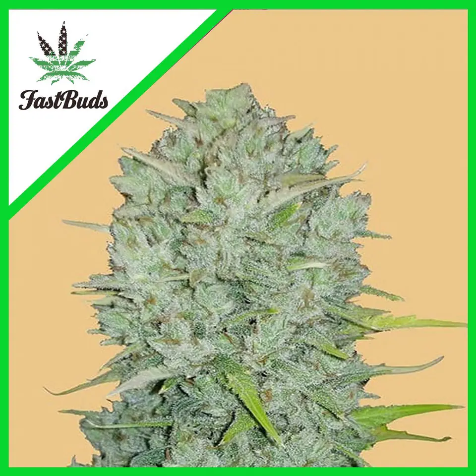 Original Northern Lights Auto -Fast Buds (X3/X1) 4