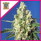 Green Poison Cbd Fem -Sweet Seeds (X5+2/X3+1) - Miniatura 5