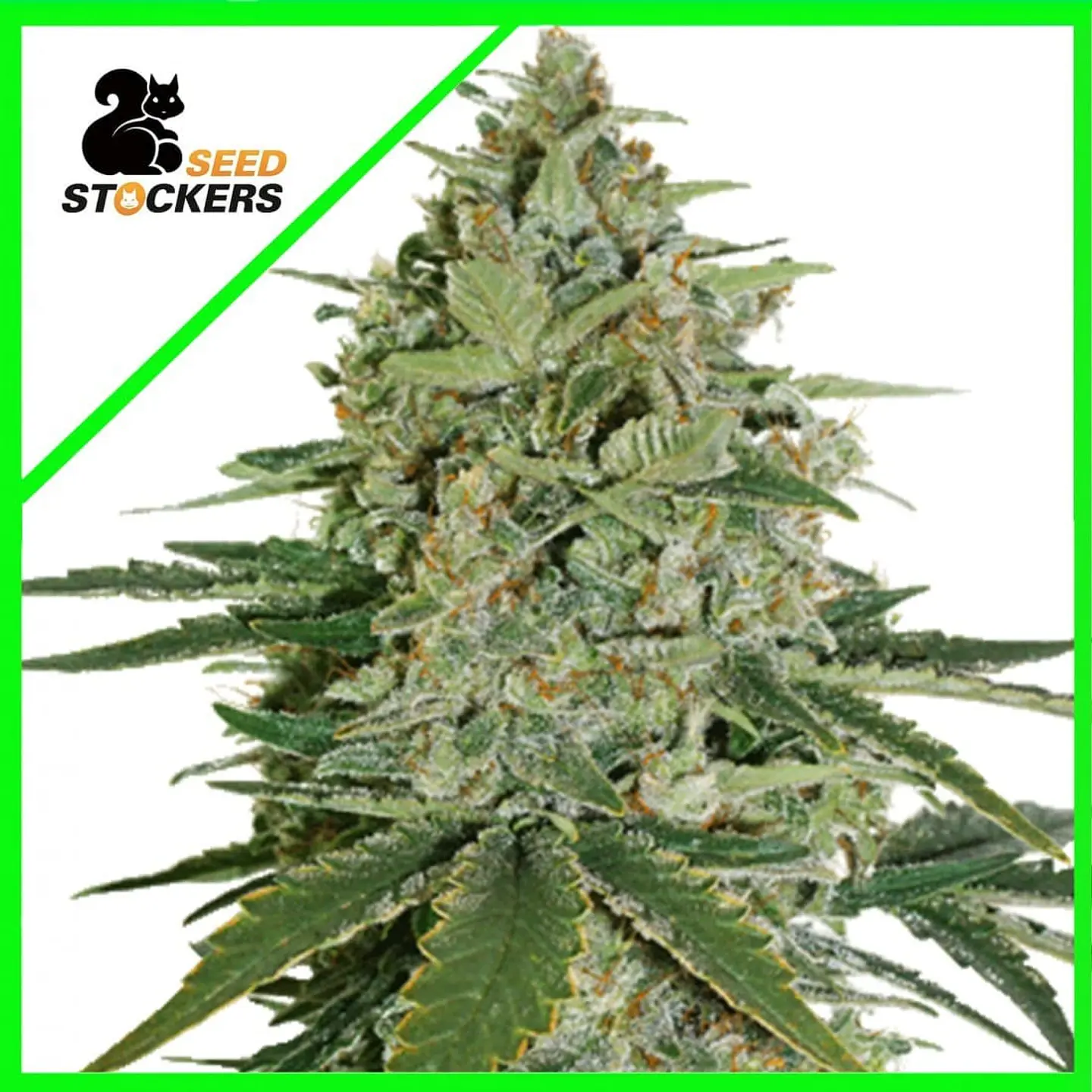Super Skunk Auto -Seedstockers (X100/X3) 3
