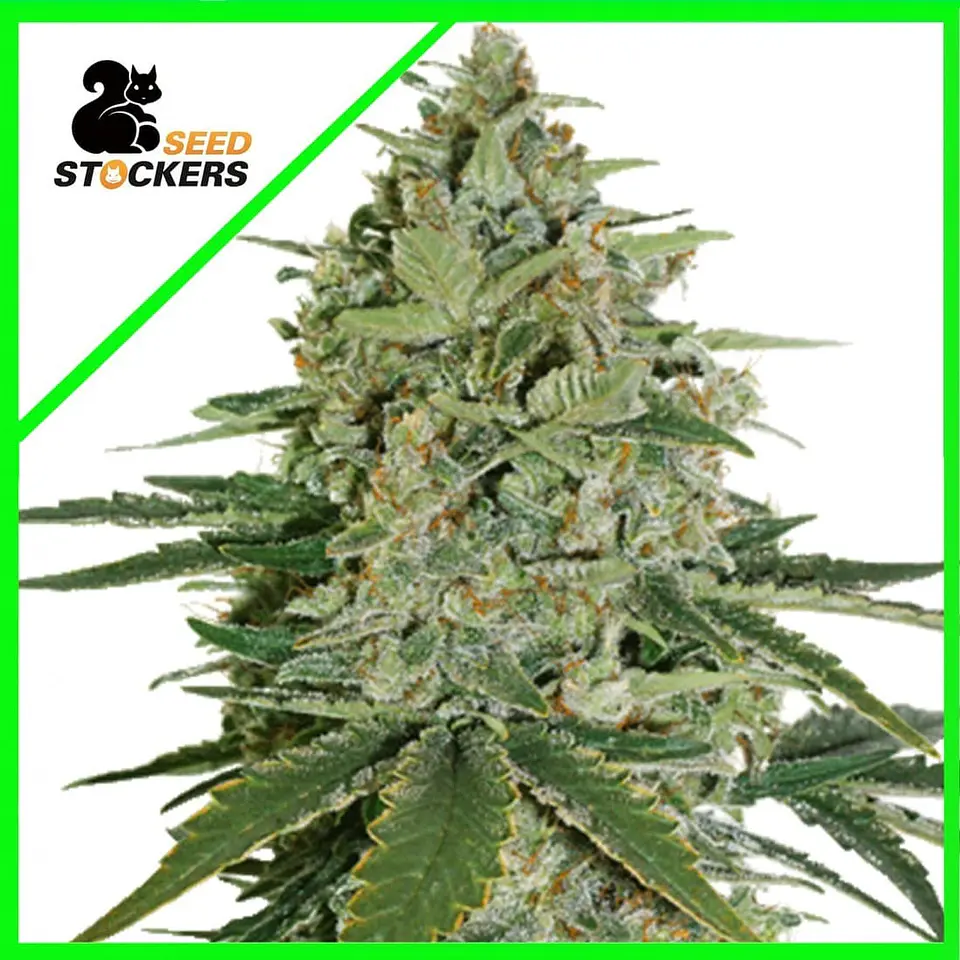 Super Skunk Auto -Seedstockers (X100/X3) 3