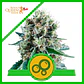 Bubble Kush Auto -Royal Queen Seeds (X10/X3/X1) - Miniatura 4