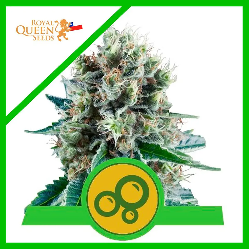 Bubble Kush Auto -Royal Queen Seeds (X10/X3/X1) 4