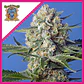 Crystal Candy Fem -Sweet Seeds (X100/X25/X3+1) - Miniatura 6