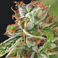 Double Og Haze Fem -Pyramid Seeds (X5+2/X3+1) - Miniatura 3