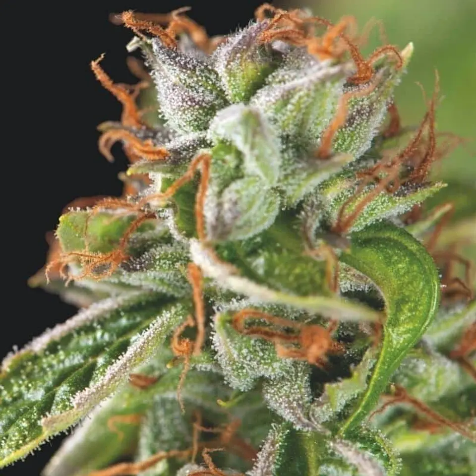 Double Og Haze Fem -Pyramid Seeds (X5+2/X3+1) 3