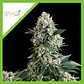 New York City Auto -Pyramid Seeds (X5+2/X3+1) - Miniatura 3