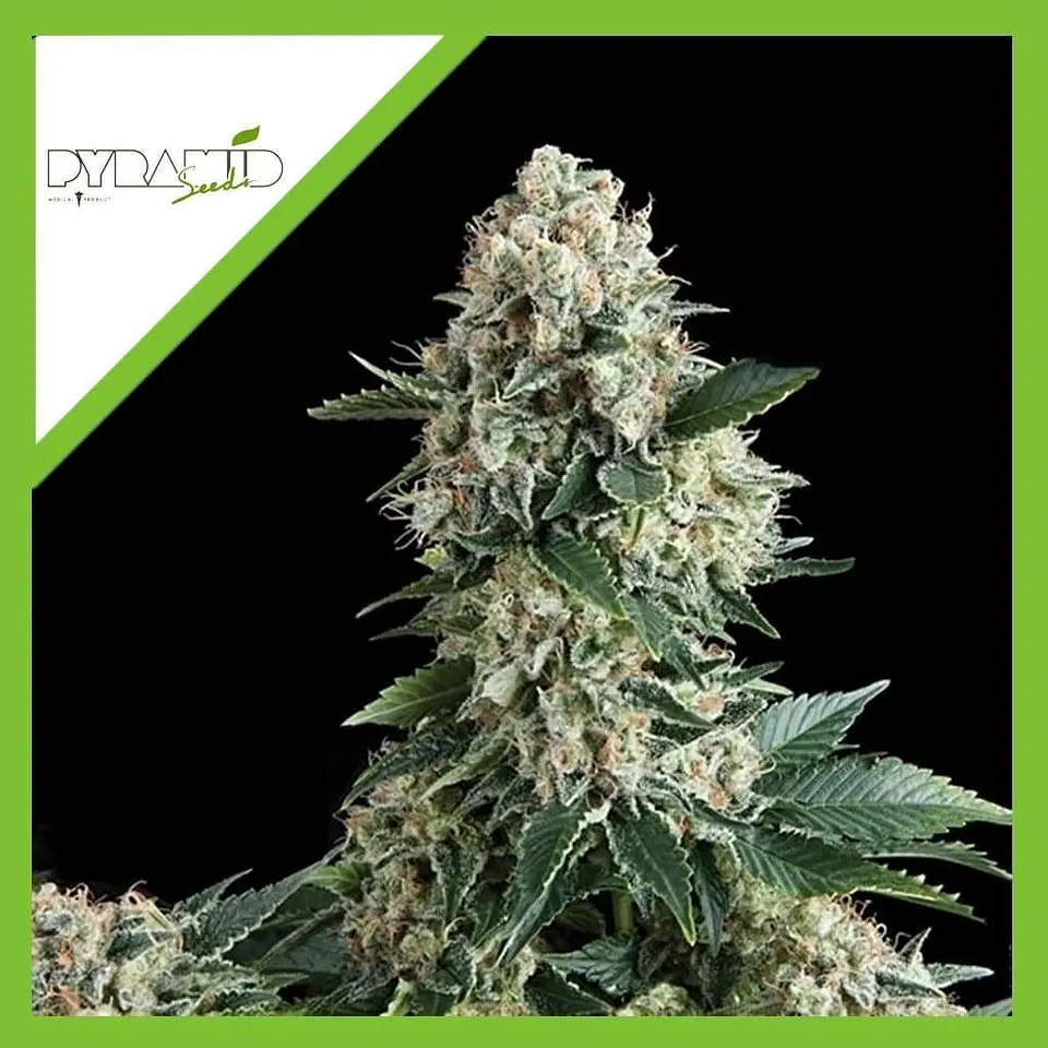 New York City Auto -Pyramid Seeds (X5+2/X3+1) 3