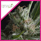 Shark Fem -Pyramid Seeds (X5+2/X3+1/X1) - Miniatura 4