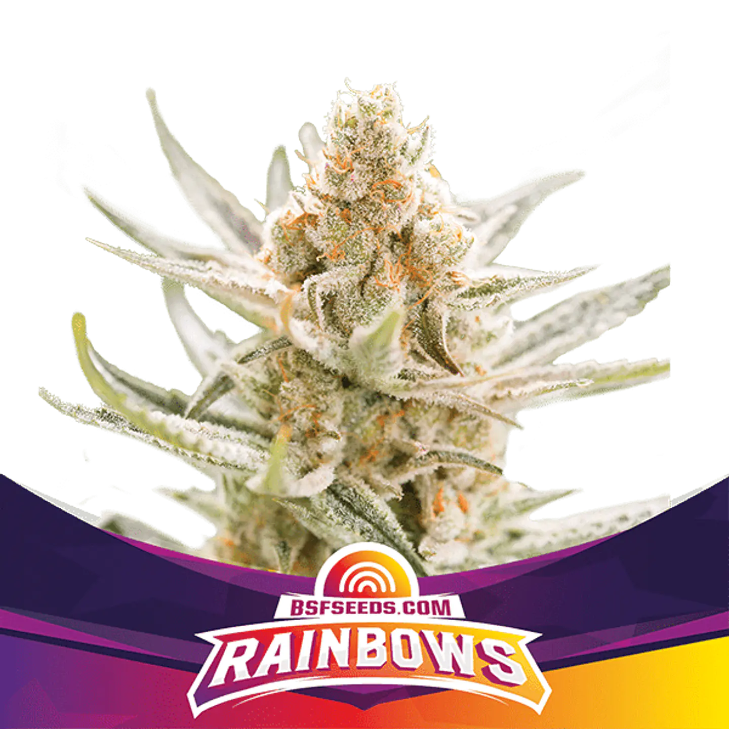 RAINBOWS SP FEM  (X12/X7/X4/X2) - BSF 4