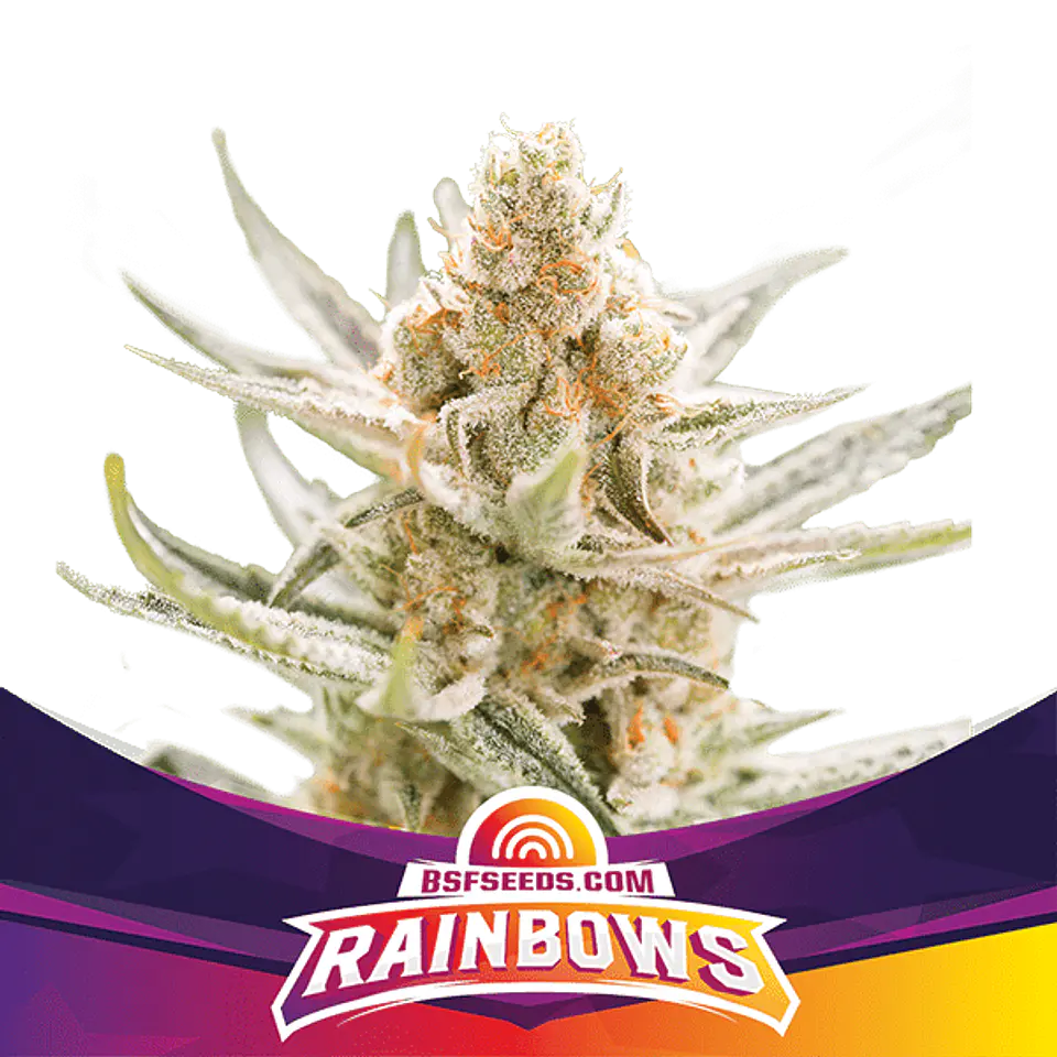 RAINBOWS SP FEM  (X12/X7/X4/X2) - BSF 4