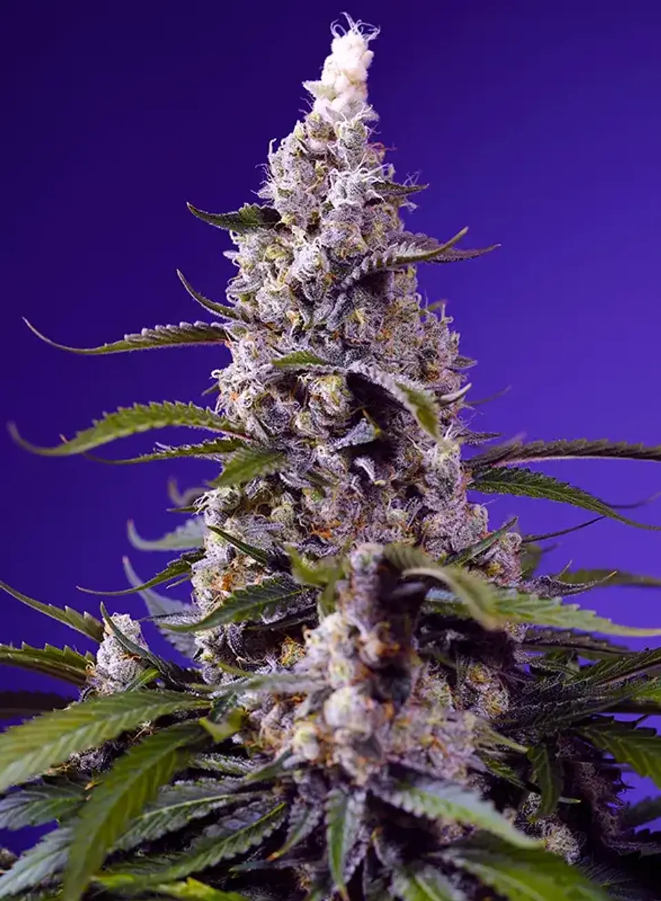 Banana Cream Cake XL Auto -Sweet Seeds (X5+2/X3+1) 1