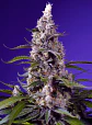 Banana Cream Cake XL Auto -Sweet Seeds (X5+2/X3+1) - Miniatura 2