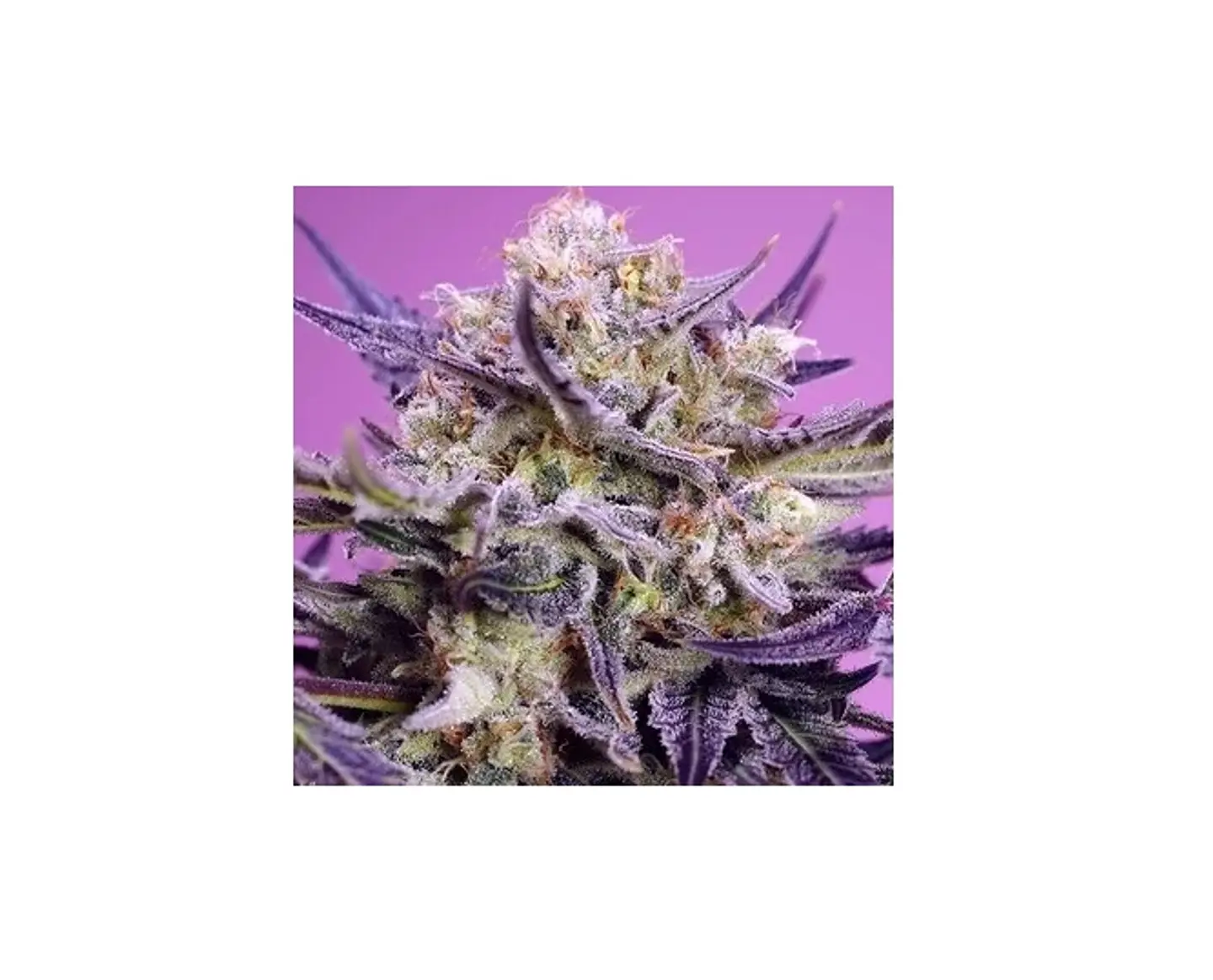 Pink Guava F1 Fast Version X5+2-Sweet Seeds 1