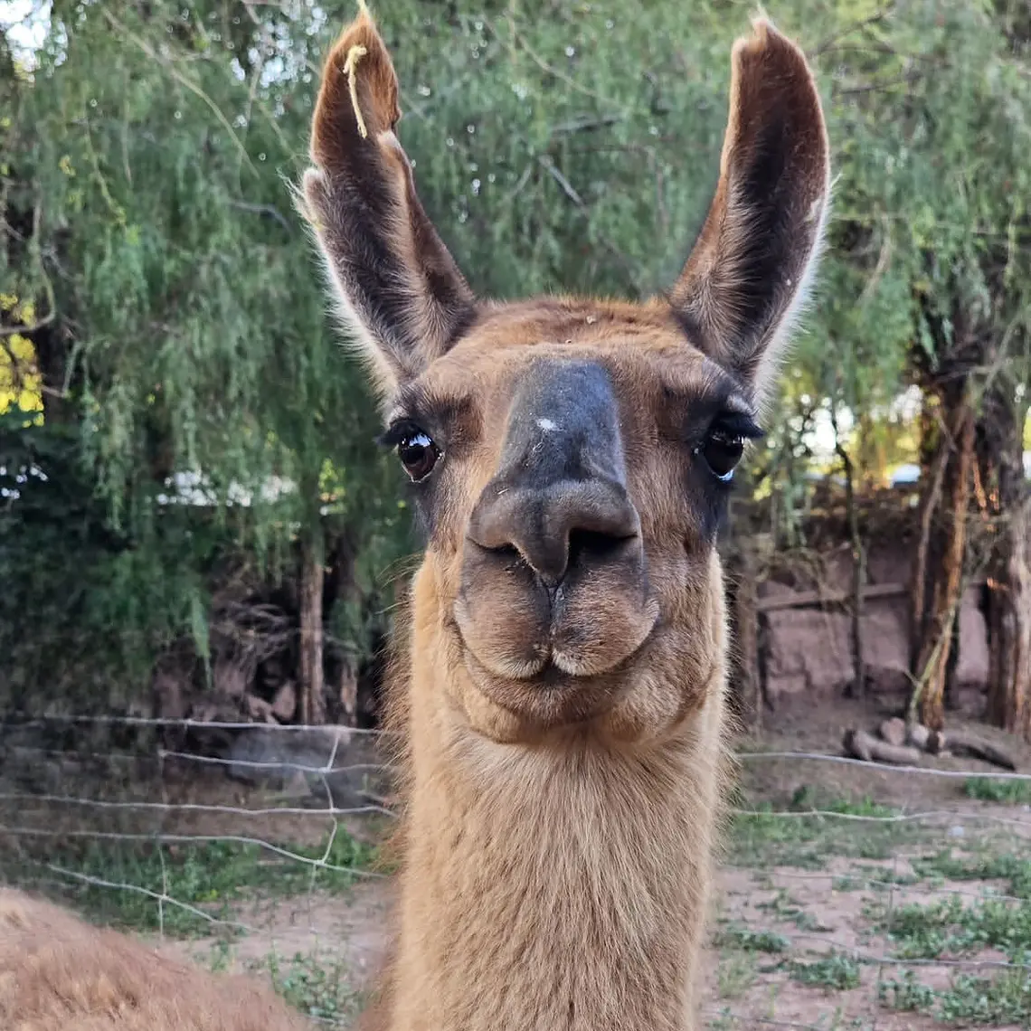 Paseo con llamas - Tour cultural. 1