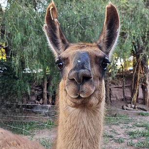 Paseo con llamas - Tour cultural.
