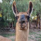 Paseo con llamas - Tour cultural. - Thumbnail 1