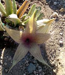 Esencia Earth Star Cactus