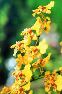 Orquídea amor