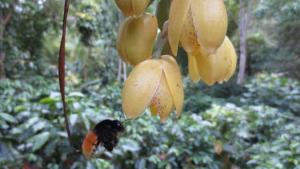 Orquídea agresión