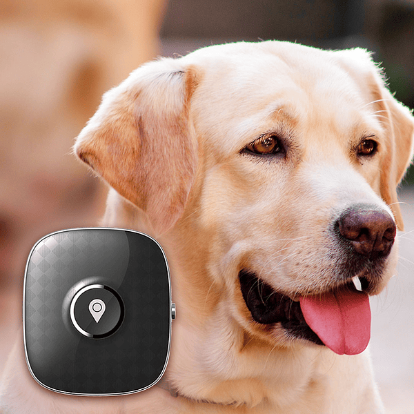 Mini-rastreador GPS para mascotas PM04C-AT (16)