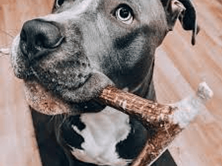 MORDEDORES NATURALES