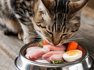 DIETA BARF GATOS
