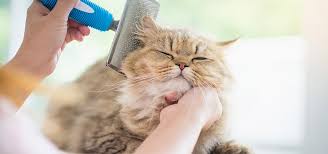 CUIDADOS Y BIENESTAR